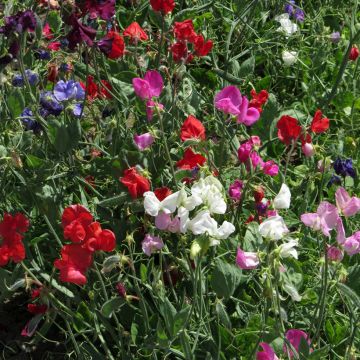 Guisante de olor Spencer mix - Lathyrus odoratus