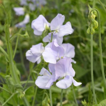 Guisante de olor Spring Sunshine Light Blue - Lathyrus odoratus