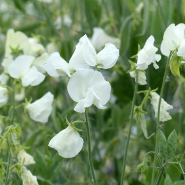 Graines de Pois de senteur Spring Sunshine White - Lathyrus odoratus 