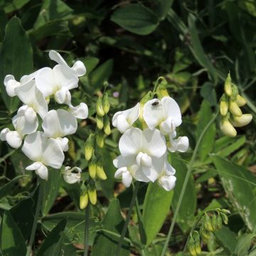 Lathyrus latifolius White Pearl (semillas) - Albejana