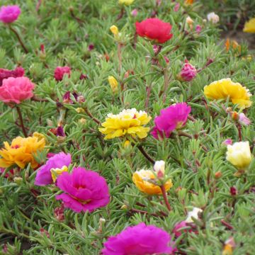 Portulaca grandiflora