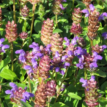 Prunella grandiflora Freelander Blue