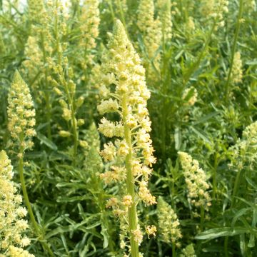 Reseda luteola