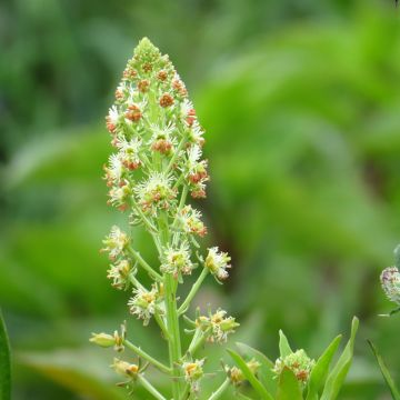 Reseda odorata