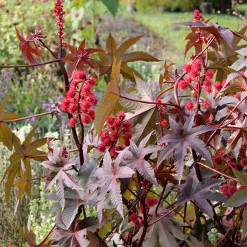 Ricinus communis Impala - Ricino