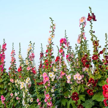 Alcea filicifolia Antwerp Stars Mix - Malva real