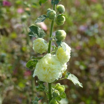 Alcea rosea Chater's Double Yellow (semillas) - Malva real