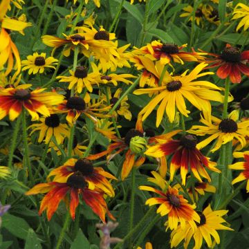 Rudbeckia hirta Gloriosa Daisy