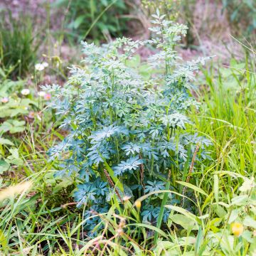 Ruda - Ruta chalepensis