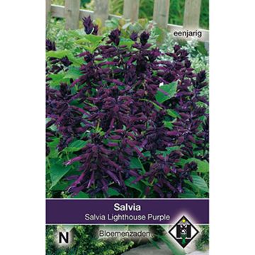 Salvia splendens Lighthouse Purple - Banderilla