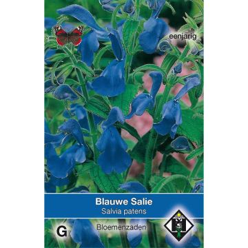 Salvia - Salvia patens