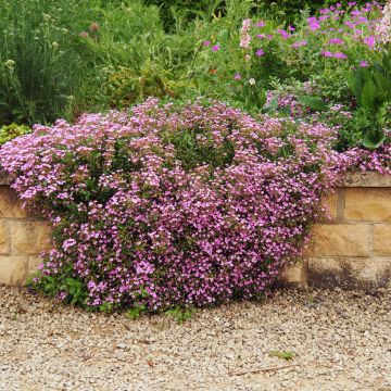 Saponaria ocymoides (semillas) - Jabonera rocosa