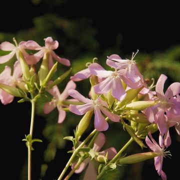 Saponaria officinalis Graciella Pink - Saponaria