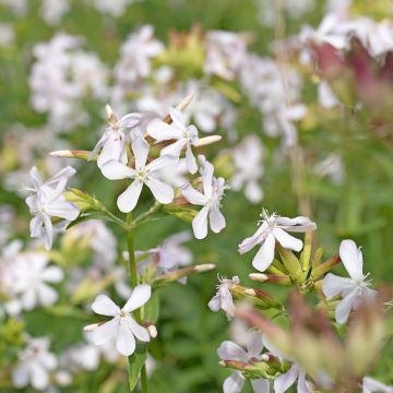 Saponaria officinalis Graciella White - Saponaria