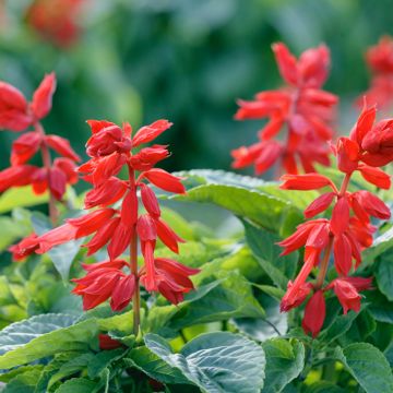 Graines de Sauge annuelle Estella Red - Salvia splendens