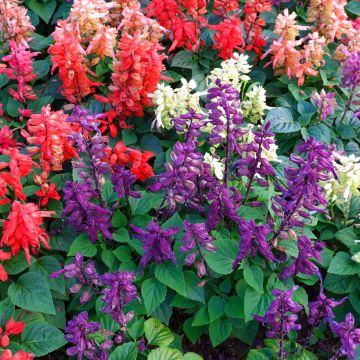 Salvia splendens Reddy Nero Mixture - Banderilla