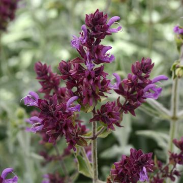 Salvia canariensis Lancelot