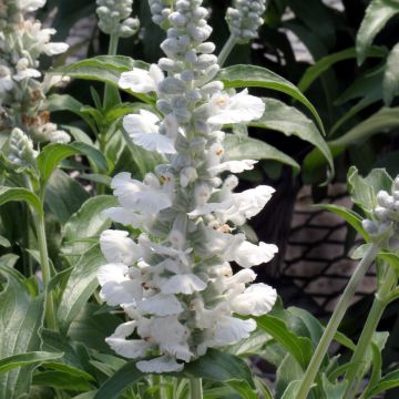 Salvia farinacea Cirrus White - Salvia azul