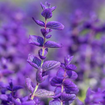 Salvia viridis Blue Monday