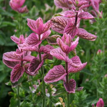 Salvia viridis Pink Sundae