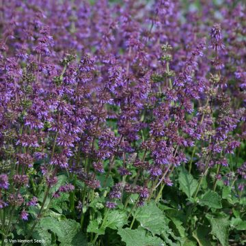 Salvia verticillata Purple Fairy Tale