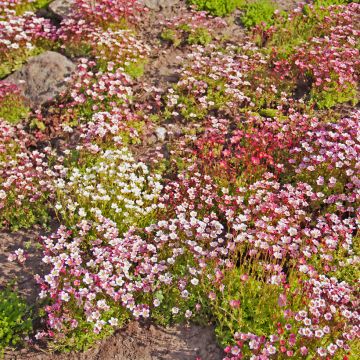 Saxifraga arendsii Rockery Hybrids Mix