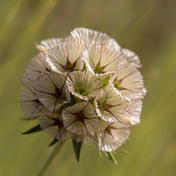 Lomeliosa stellata