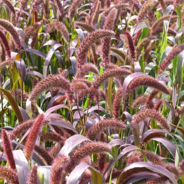 Setaria italica Red Jewel BIO