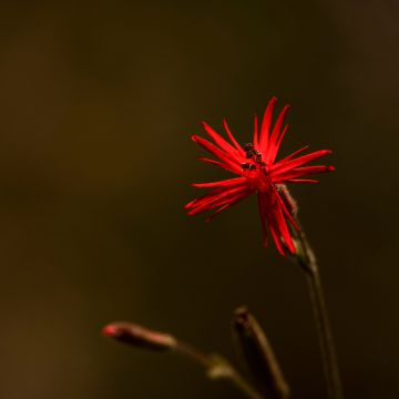 Silene laciniata Jack Flash - Silene