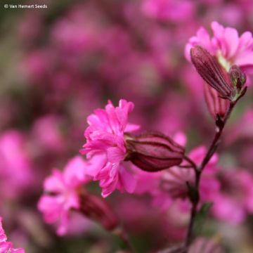 Silene pendula Sibella Carmine - Silene