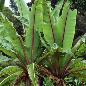 Ensete glaucum (semillas) - Plátano