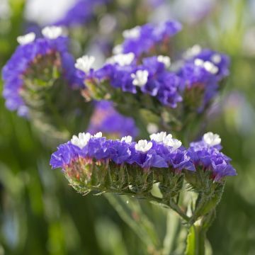 Limonium sinuatum Forever Blue