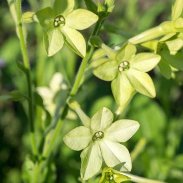 Nicotiana alata Mojito - Tabaco de Jazmín