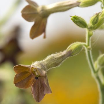 Tabaco en Flor langsdorffii Bronze Queen