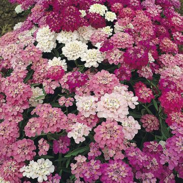 Iberis umbellata Fairy mixed