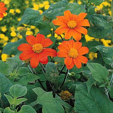 Graines de Soleil du Mexique Torch - Tithonia rotundifolia