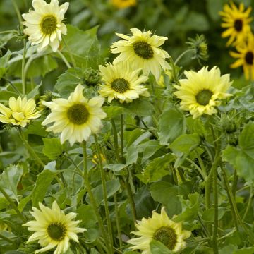 Helianthus debilis Italian Green Heart