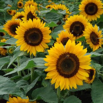 Girasol Pradera F1 Gold