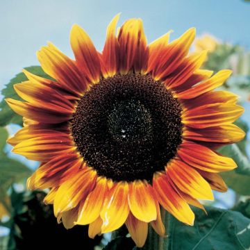 Girasol Solar Eclipse F1