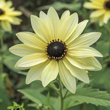 Girasol Soluna Cream