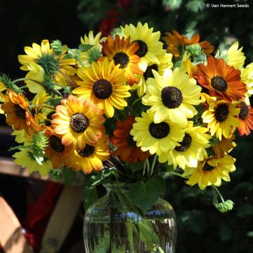 Girasol Soluna Mix