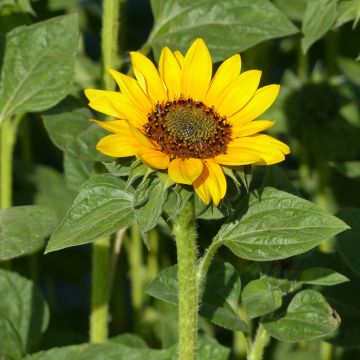 Graines de Tournesol Sonja - Helianthus annuus