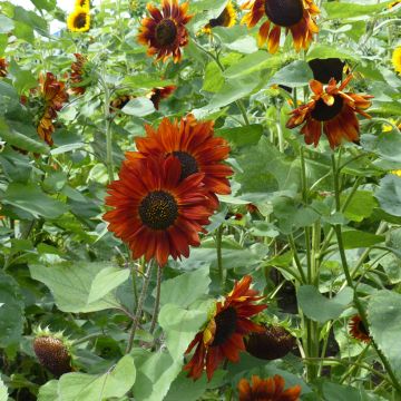 Girasol Velvet Queen