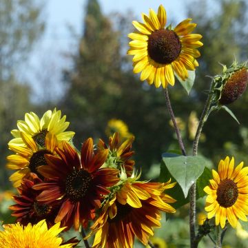 Graines de Tournesol Autumn Beauty Mix - Helianthus annuus