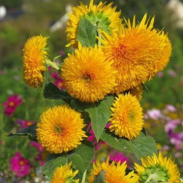 Girasol Sungold