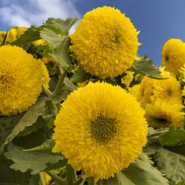 Girasol Gummy Bear