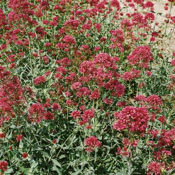 Graines de Valériane des jardins Pretty Betsy - Centranthus ruber 