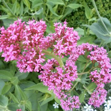 Centranthus ruber Rosato - Hierba de San Jorge