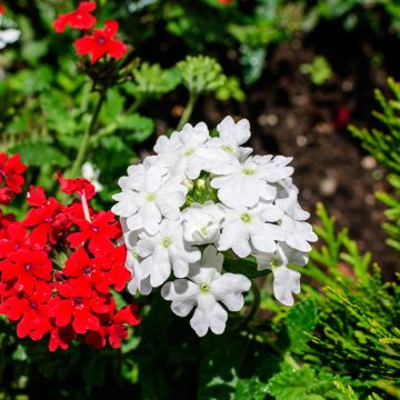 Graines de Verveine annuelle Scentsation White - Verbena hybrida