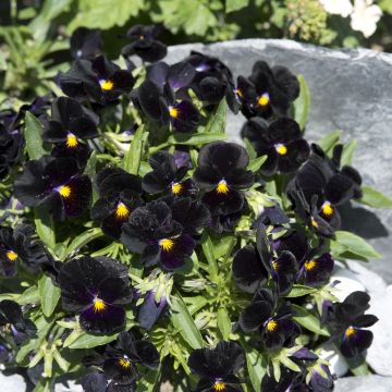 Viola tricolor nigra Blacky - Pensamiento